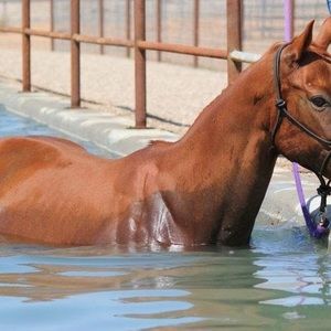 Meet your Posher, Gotarodeohorse